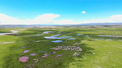 青稞“蛻變”，牦?！俺鋈Α?！看西藏農(nóng)牧民的“十四五”豐收答卷