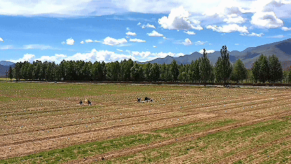 青稞“蛻變”，牦?！俺鋈Α保】次鞑剞r(nóng)牧民的“十四五”豐收答卷