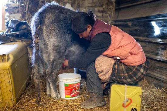 次仁普尺正在擠牛奶。人民網(wǎng)記者 翁奇羽攝