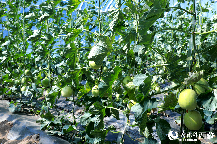 溫室中種植的瓜類作物果實(shí)累累。人民網(wǎng)記者 吳雨仁攝