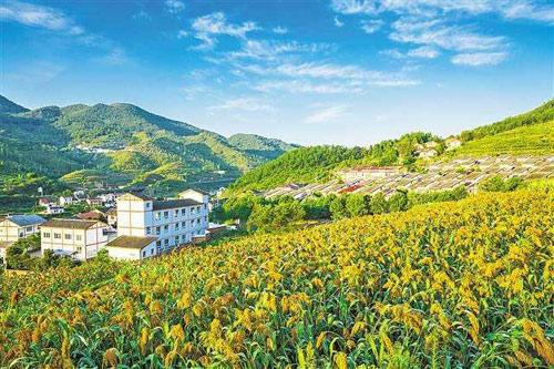 【理上網(wǎng)來o輝煌十九大】鄉(xiāng)村振興戰(zhàn)略：更綜合、全面、系統(tǒng)的發(fā)展戰(zhàn)略