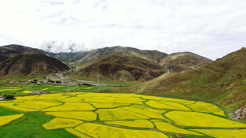 金燦燦的油菜花。洛克攝