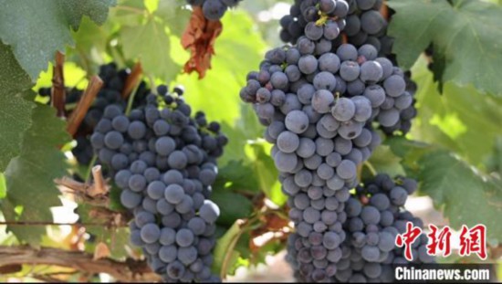 圖為桑日縣種植的葡萄?！∩侥仙Ｈ湛h委宣傳部提供