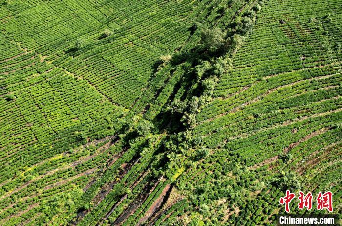 圖為西藏林芝市墨脫縣果果塘大拐彎附近的茶田。(無人機(jī)照片) 李林 攝