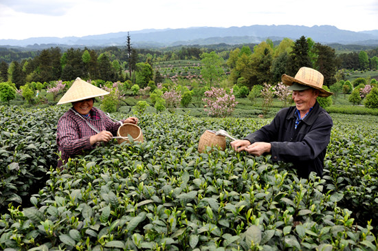 貴州省湄潭縣大力發(fā)展茶葉產(chǎn)業(yè)，60萬畝生態(tài)茶園實(shí)現(xiàn)了“綠水青山變成金山銀山”，生態(tài)與經(jīng)濟(jì)協(xié)調(diào)發(fā)展。圖為湄潭縣湄江街道金花村茶農(nóng)采茶 瞿欣含攝 _副本.jpg