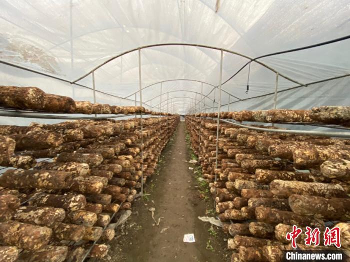 圖為基地里的食用菌菌棒?！Ⅸi 攝
