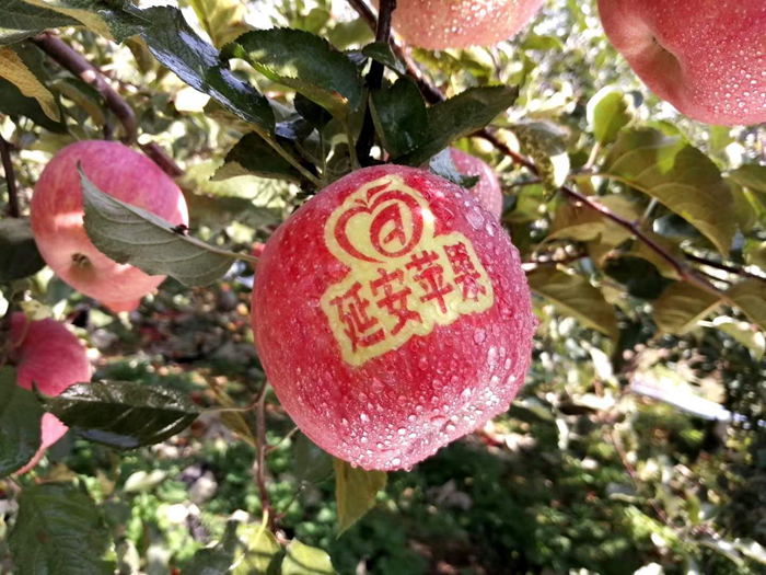 延安蘋果。柳林鎮(zhèn)果技站供圖。