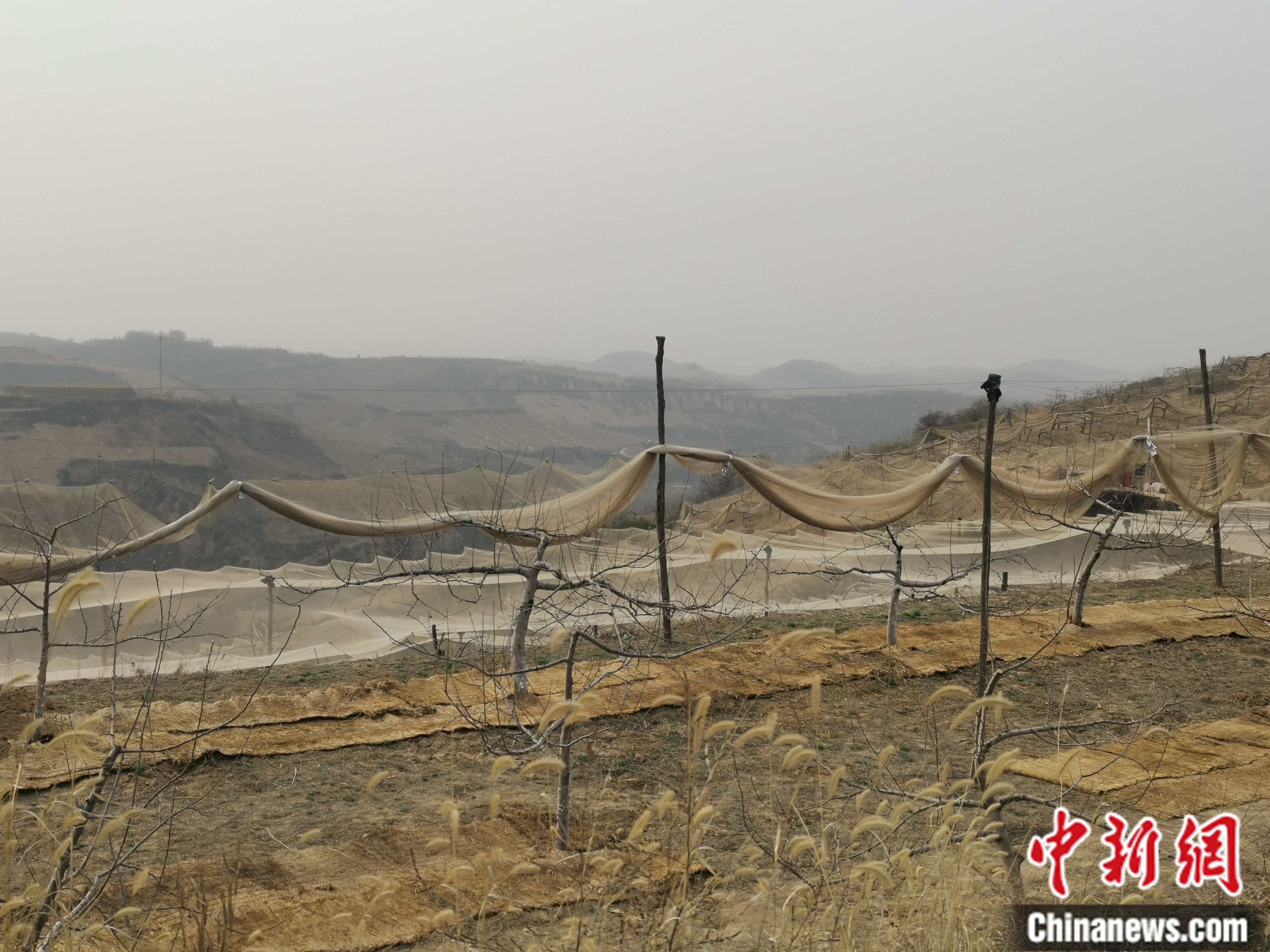 陜西省延安市寶塔區(qū)柳林鎮(zhèn)麻塔村蘋果園。 <a target='_blank'  ><p  align=