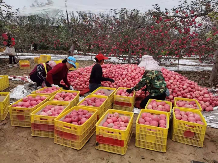 來源：柳林鎮(zhèn)果技站供圖。