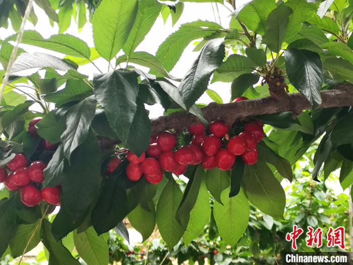 陜西省子長市盛宇現(xiàn)代農(nóng)業(yè)示范園內(nèi)，櫻桃鮮艷欲滴。<a target='_blank'  ><p  align=