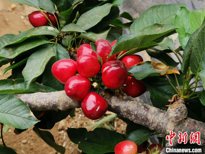 陜西省子長市盛宇現(xiàn)代農(nóng)業(yè)示范園內(nèi)，櫻桃鮮艷欲滴。<a target='_blank'  ><p  align=