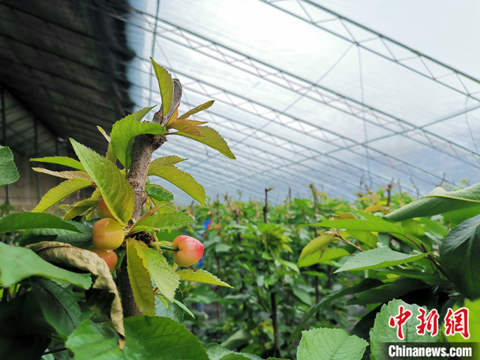 陜西省子長市盛宇現(xiàn)代農(nóng)業(yè)示范園櫻桃園區(qū)。<a target='_blank'  ><p  align=