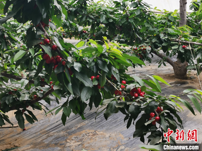 陜西省子長市盛宇現(xiàn)代農(nóng)業(yè)示范園內(nèi)，櫻桃鮮艷欲滴。<a target='_blank'  ><p  align=